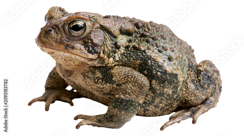 Foto Warty amphibian toad with textured skin and bulging eyes