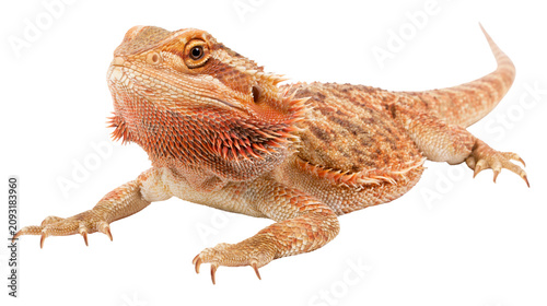 Obraz na plátne Orange Bearded Dragon Lizard Reptile