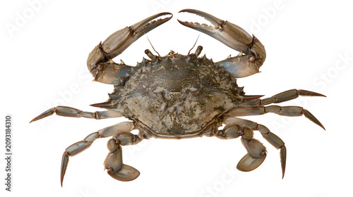 Εκτύπωση καμβά Blue crab with open claws and legs spread