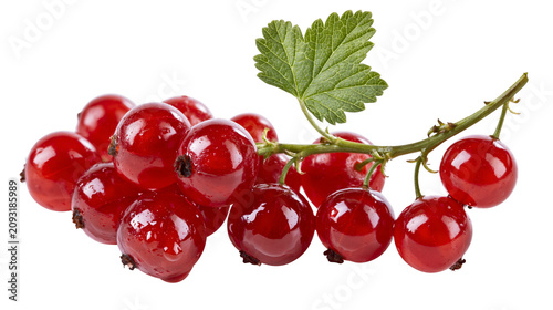 Red currant berries on stem with green leaf