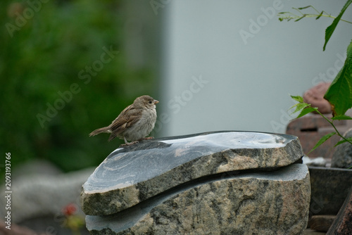 sparrow bird on polished stone