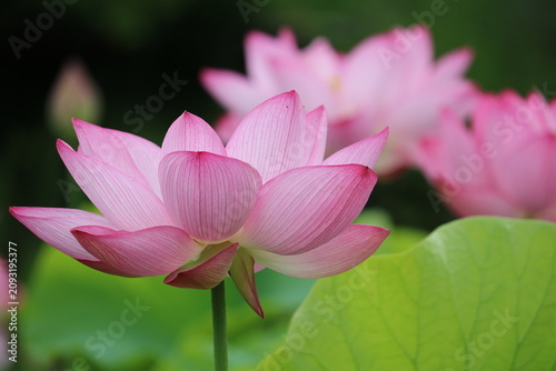 蓮の花　夏の蓮池