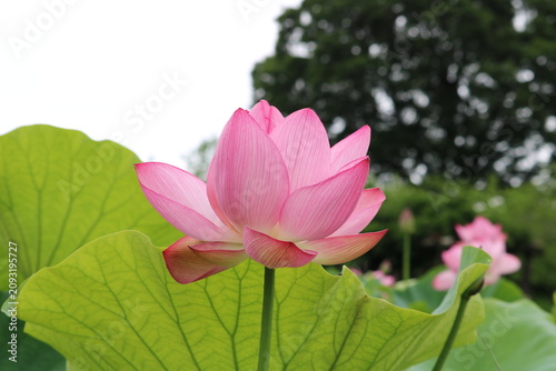 蓮の花　夏の蓮池