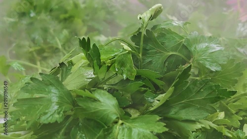 Fresh green vegetables on wet market counter with cold steam mist