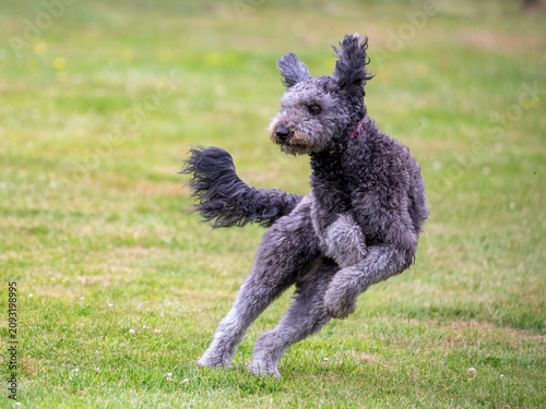 Hungarian Pumi dog playing on grass