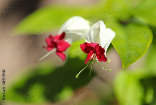 Bleeding heart vine (Clerodendrum thomsoniae)