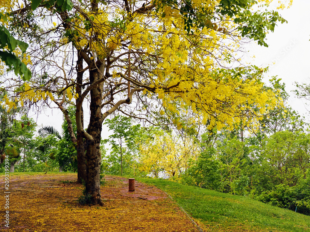 Fototapeta premium Road through Cassia fistula flower in Thailand