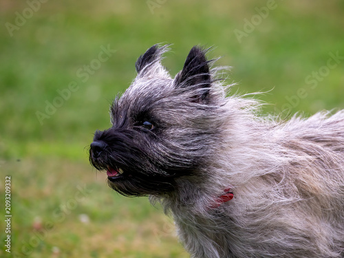 Close up of Cairn Terrier running