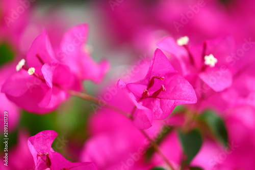 Billede på lærred Delicate pink bougainvillea bracts with tiny white flowers and soft blurred back