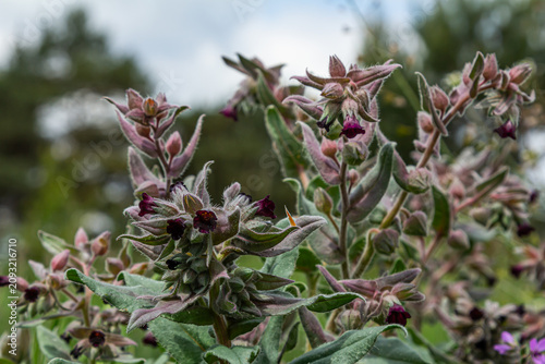 Canvas Print Brown gromwell blooms attract attention with dark flowers and fuzzy bracts in na