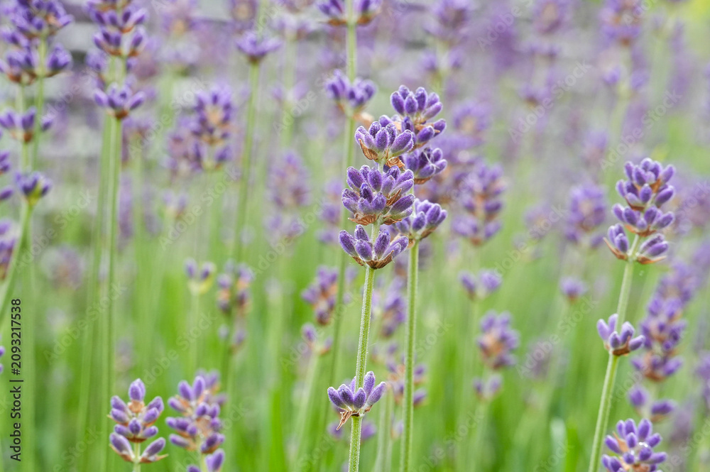 Obraz premium Lavender flowers in a field, close-up of purple flowers. Lavender close-up.