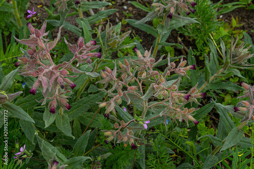 Принти на полотні Brown gromwell features distinctive dark flowers hidden among fuzzy bracts and g