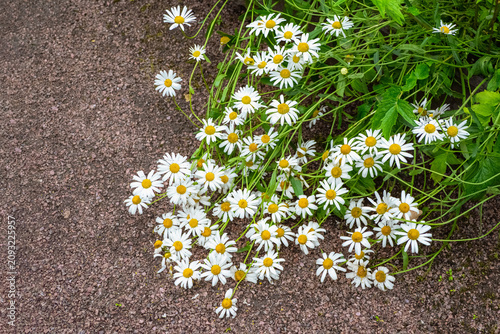 White daisy flowers blooming on the side of a gravel path in the garden