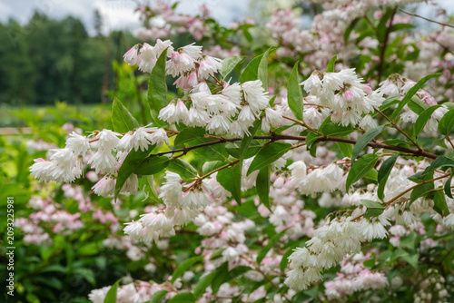 Obraz na płótnie Blooming Deutzia scabra Plena shrub with delicate double white and pink flowers in the garden