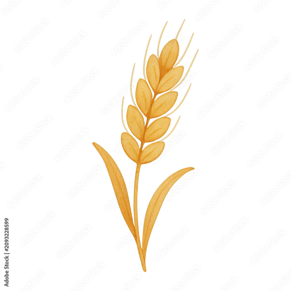 Obraz premium PNG Watercolor wheat illustration on white.