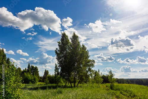Foto Lush green birch trees stand tall in a vibrant summer meadow under a brilliant b
