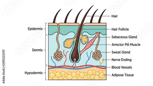 Quadro su tela Human Skin Anatomy Diagram: Epidermis, Dermis, Hypodermis, Hair Follicle, Sweat