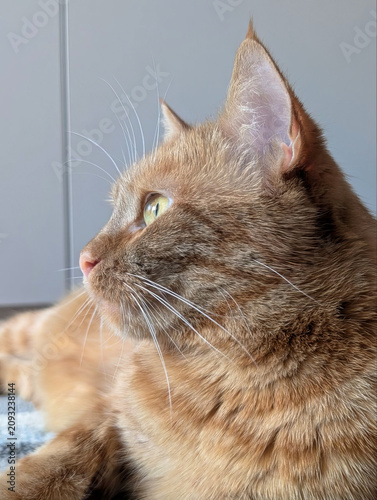 Close-up of a cat's face. Funny ginger cat.