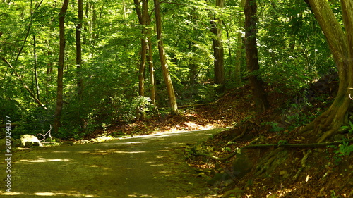 Canvastavla Winding Paved Path Through Dense Green Forest with Dappled Sunlight