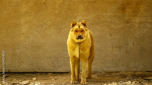 Foto Chained Golden Dog Standing Alertly Against Rustic Wall Looking Directly at Came