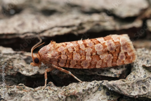 Bild auf Leinwand Tiny brown and orange Orange Pine Tortrix , Lozotaeniodes formosana moth with di