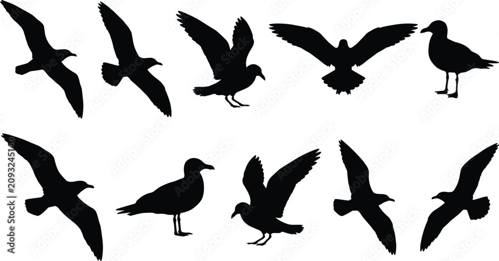 Fototapeta premium Seagull Bird Silhouettes Collection Featuring Flying and Standing Coastal Seabirds Isolated Vector Illustration Set