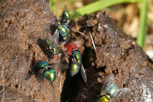 Group of common greenbottle fly, a blow fly insect, on animal waste in natural outdoor environment setting