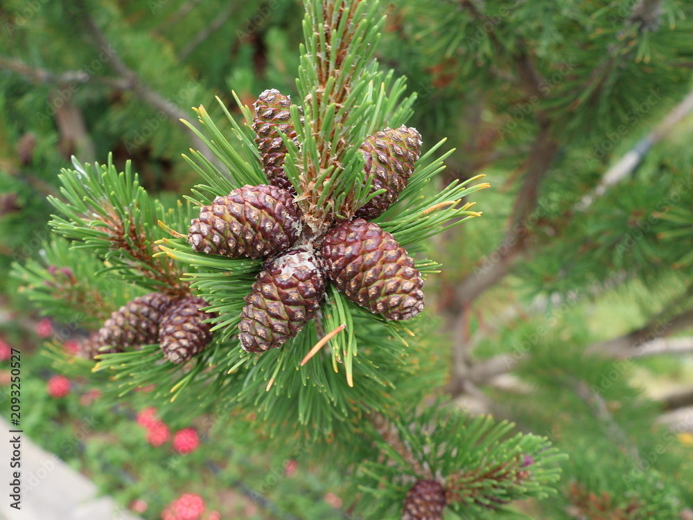 Fototapeta premium Pine branch with cones close up in natural light