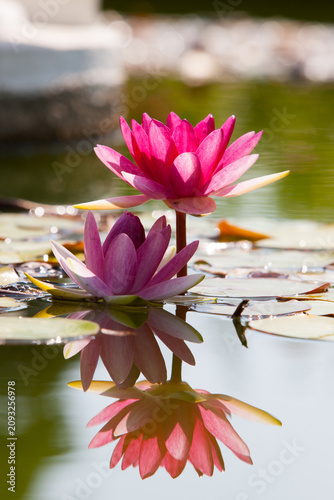 Quadro su tela Two pink water lilies blooming on a calm pond with floating lily pads and vivid reflections