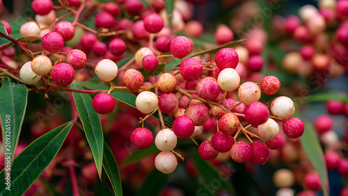 Close-up of a branch laden with vibrant pink and white berries.