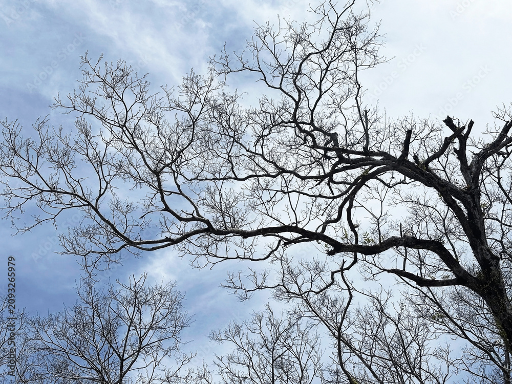 Obraz premium Beautiful Natural Background Layer of Bare Forest Branches and Clouds.