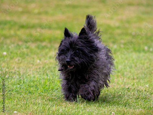 Cairn Terrier dog out for a walk