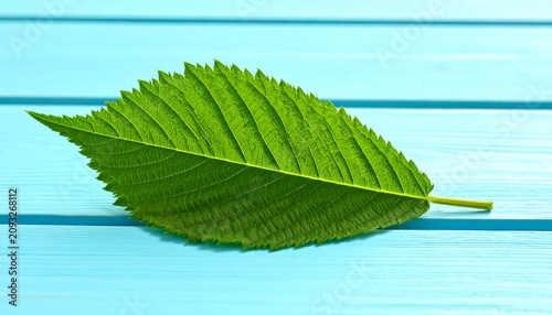 Top Down View Of Single Vibrant Green Leaf With Serrated Edges Centered On Light Blue Horizontal Wooden Planks Surface