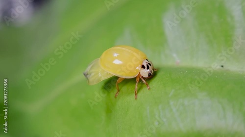 곤충, 무당벌레,우화,Insect, Ladybug, Eclosion