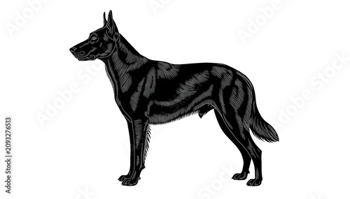 Tableau sur toile Belgian Sheepdog standing in profile