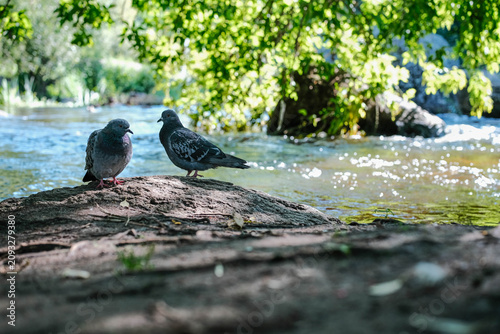Two pigeons sitting on a stone by a fast flowing river in summer