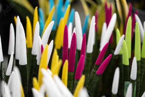 Colorful painted tips of Sansevieria cylindrica ‘Velvet Touchz’ plants with vibrant velvet coating, creating a decorative and modern houseplant display.