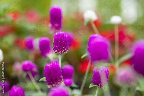 Close-up of purple Gomphrena globosa flowers in bloom with selective focus and colorful bokeh background. Ideal for gardening, ornamental plants, nature, and floral concepts.
