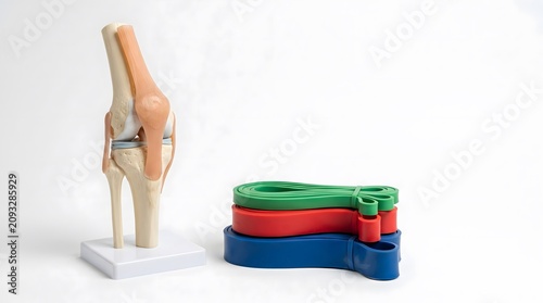 An anatomical model of a human knee joint standing next to a stack of three colorful resistance bands (green, red, and blue) on a clean white background.