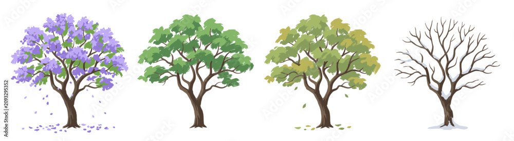 Fototapeta premium Jacaranda trees demonstrate distinctive seasonal changes ranging from purple spring blooms to winter barren branches.