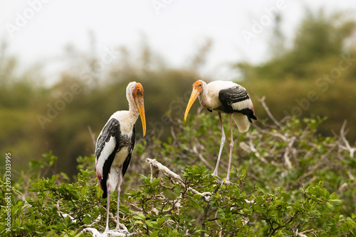 Photography Adult Painted Storks perch on a nest built high in a mangrove tree within a thriving wetland ecosystem