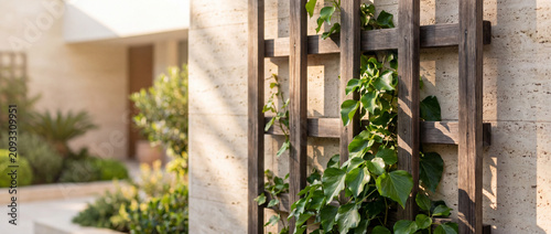 Green plant on wooden trellis wall with climbing ivy leaves on a textured stone facade in warm sunlight, perfect for exterior home design and modern backyard landscaping inspiration