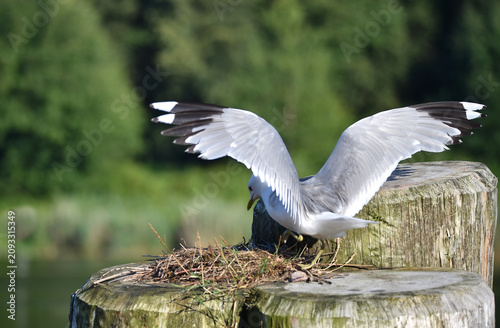Sturmmöwe brütet auf einer Dalbe am Nord-Ostsee-Kanal