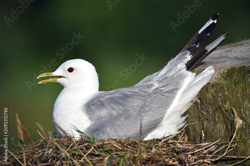 Sturmmöwe brütet auf einer Dalbe am Nord-Ostsee-Kanal