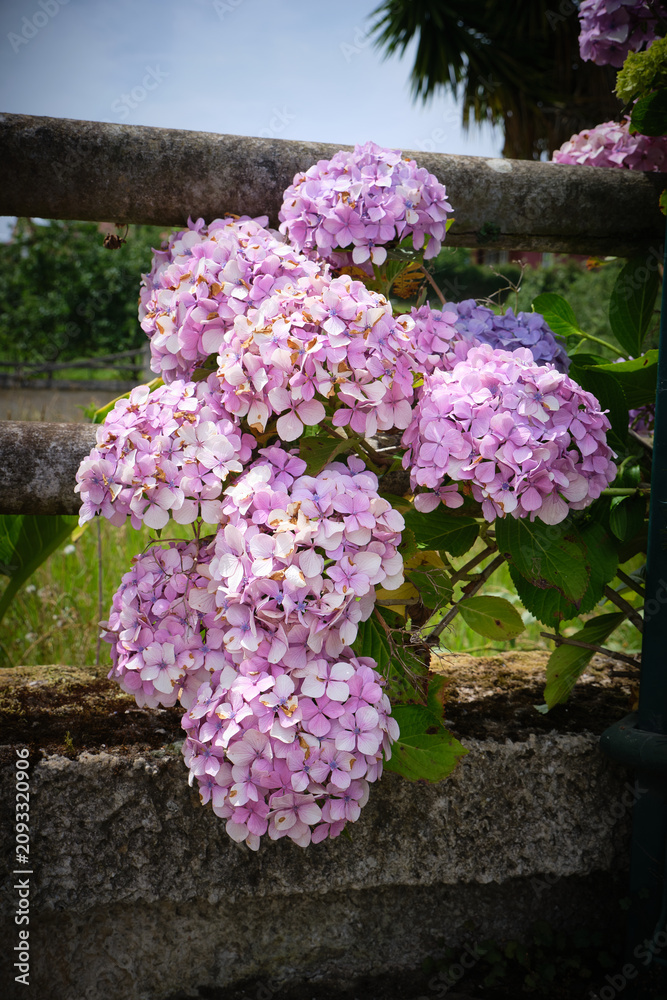 Obraz premium Flores de Hortensias en el campo en Asturias