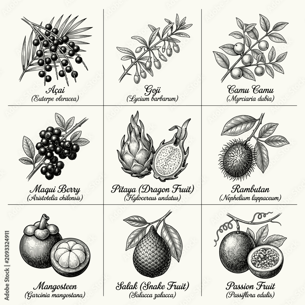 Fototapeta premium Hand-drawn illustrations of Exotic tropical berries and fruits — acai, goji, camu camu, maqui, pitahaya, rambutan, mangosteen, salak, passion fruit.