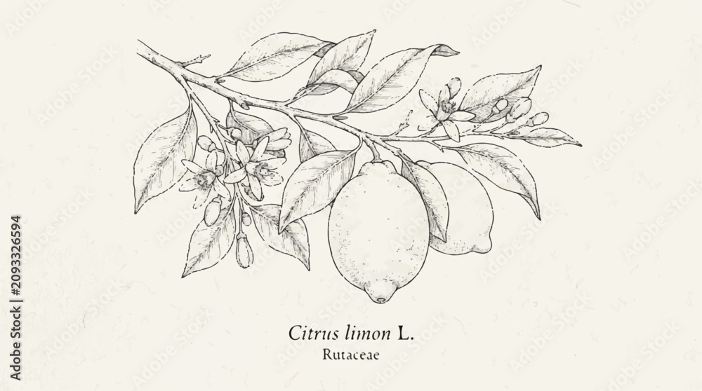 Fototapeta premium Delicate botanical illustration of a lemon on a branch with leaves and subtle shading.