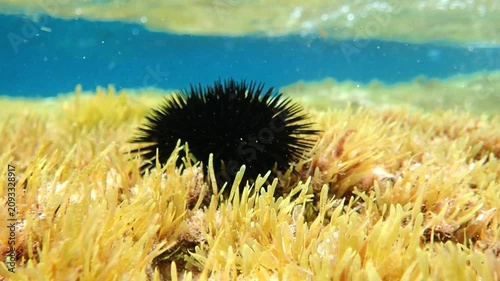 	
urchin, sea, sea urchin, animal, black, underwater, marine, black sea urchin, mediterranean sea, food, ocean, nature, isolated, life, wildlife, echinus, summer, echinodermata, seafood, water, natura