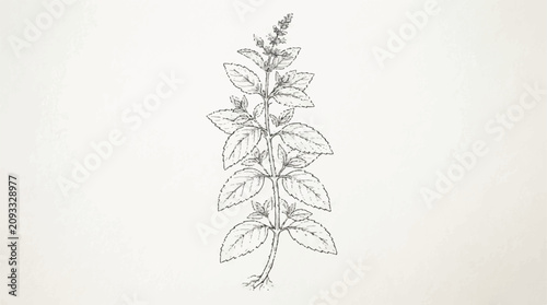 Delicate pencil botanical sketch of a tall leafy stem with detailed venation and natural foliage.