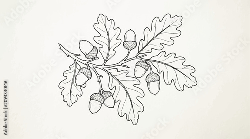Delicate pencil sketch of an oak leaf with acorns and branches in natural detail.